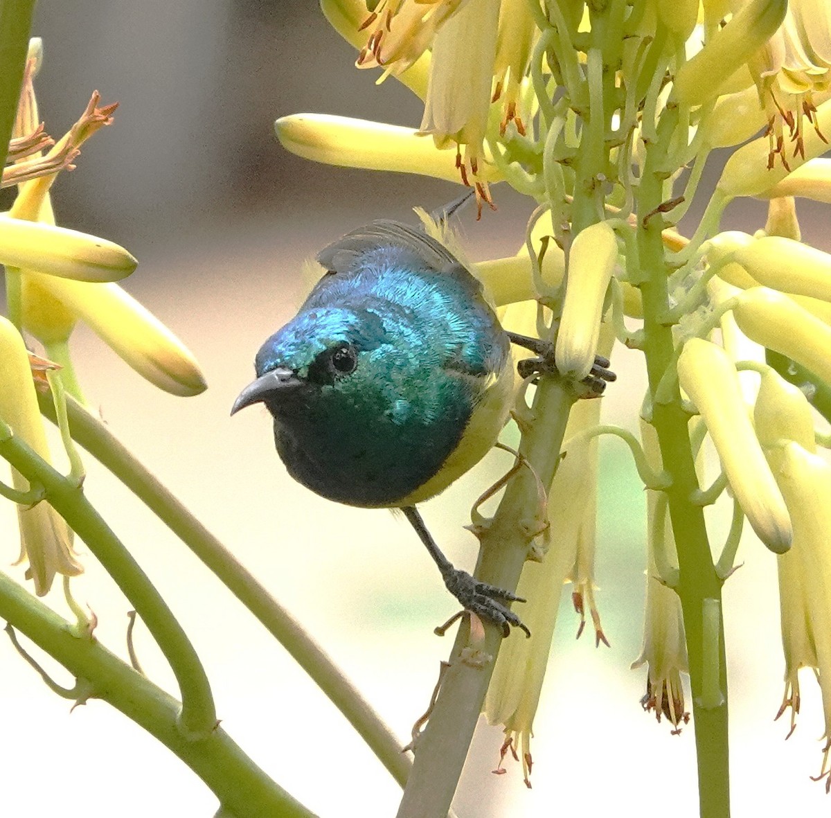 Collared Sunbird - ML646892952