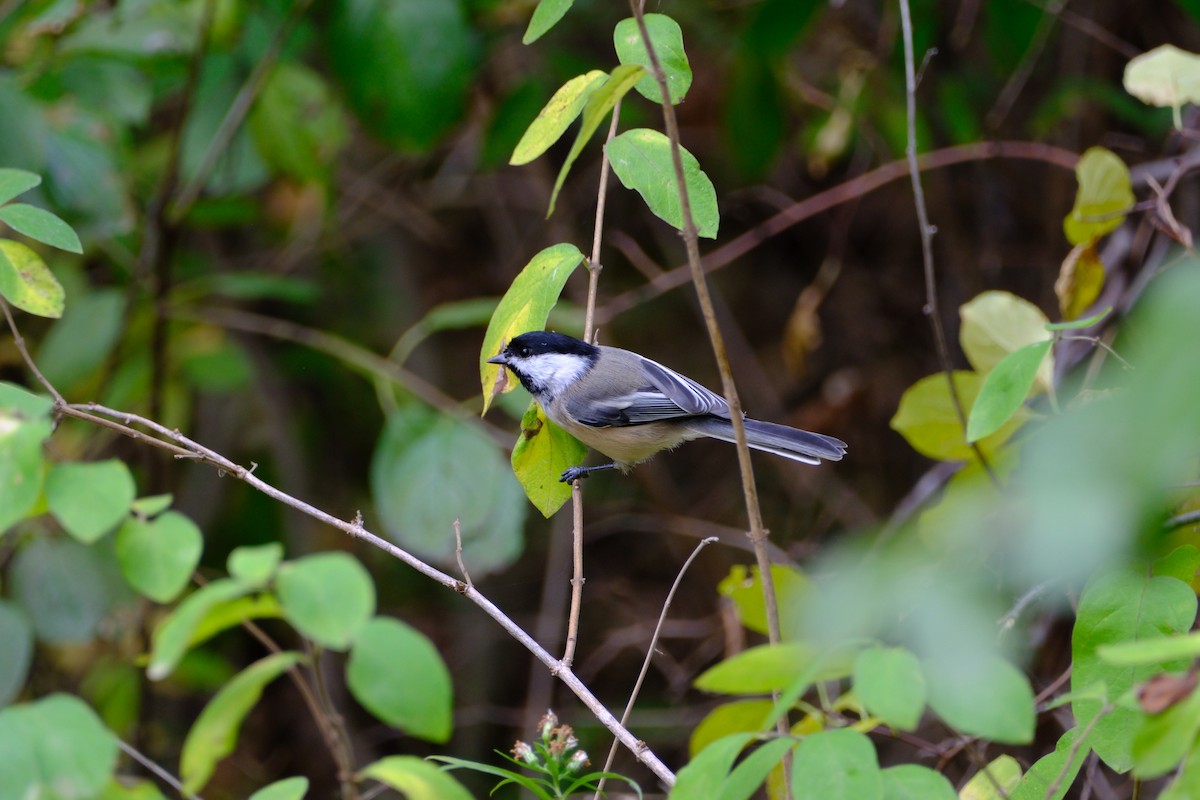 Black-capped Chickadee - ML646892954