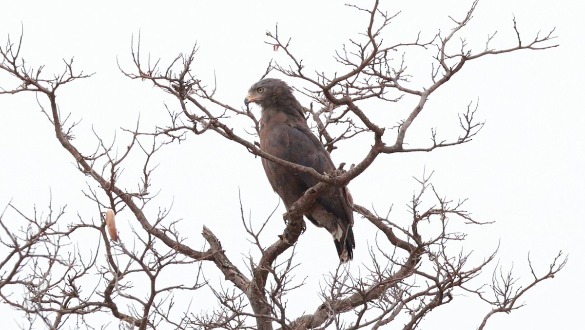 Western Banded Snake-Eagle - ML646892956