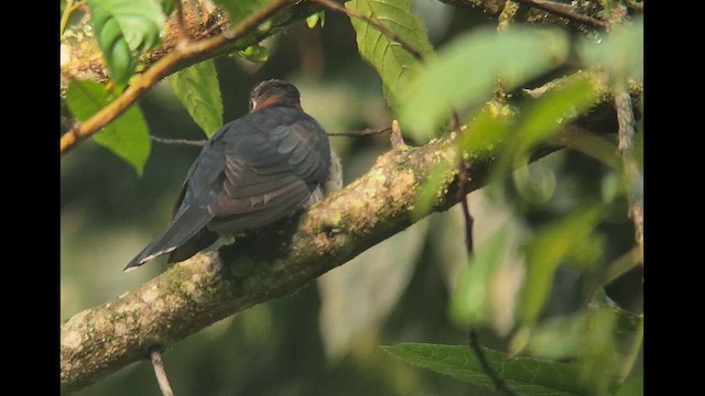 Black Cuckoo - ML646892963