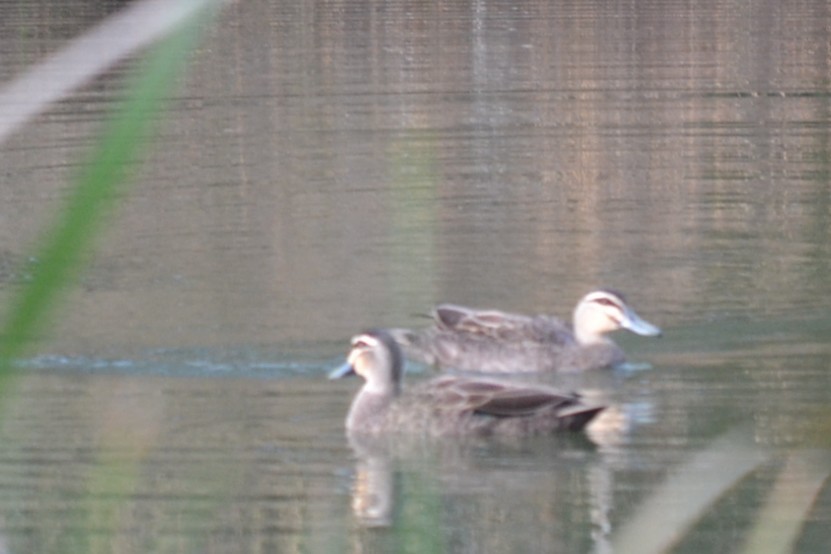 Augenbrauenente - ML646892964