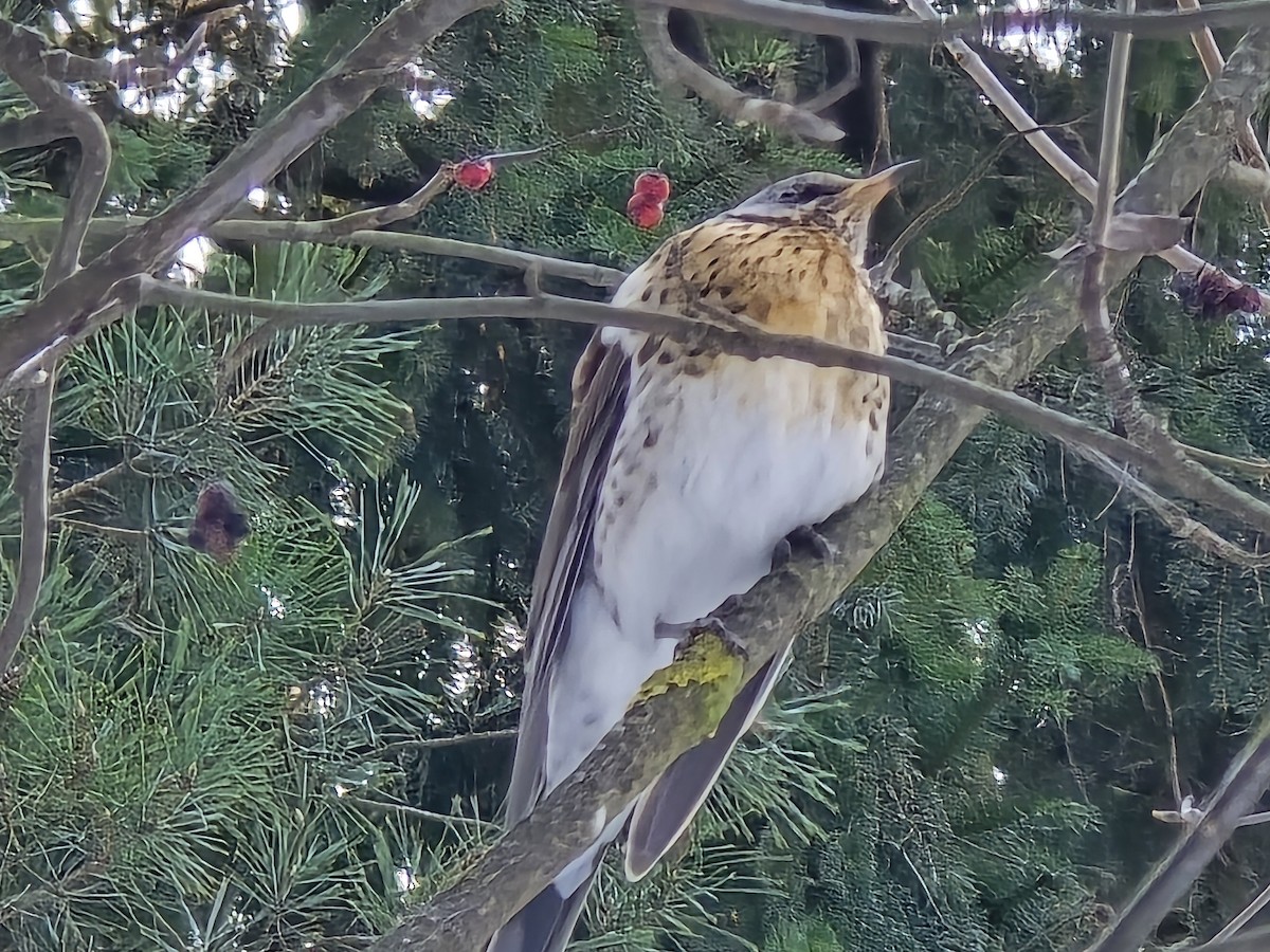 Fieldfare - ML646892966