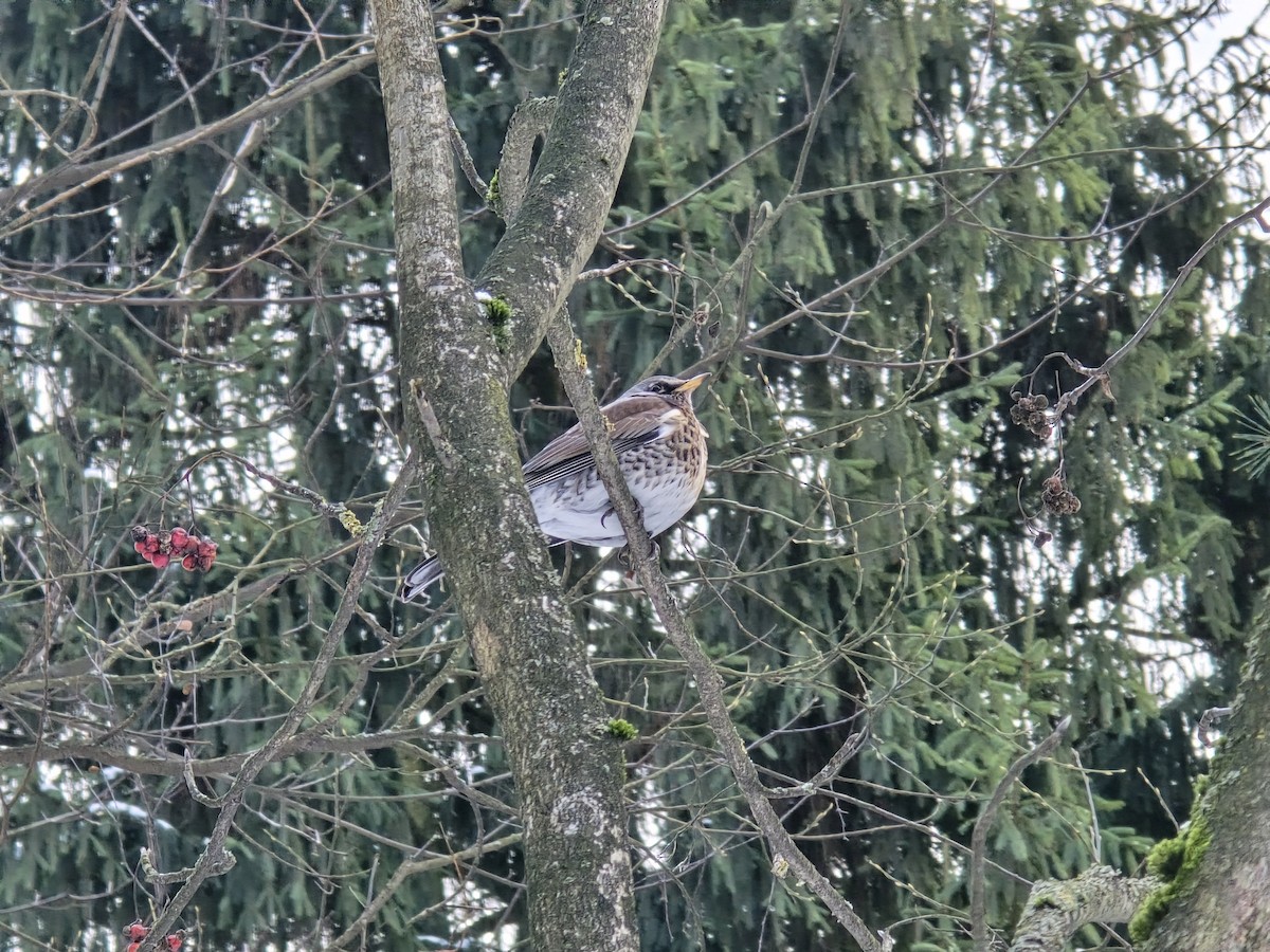 Fieldfare - ML646892967