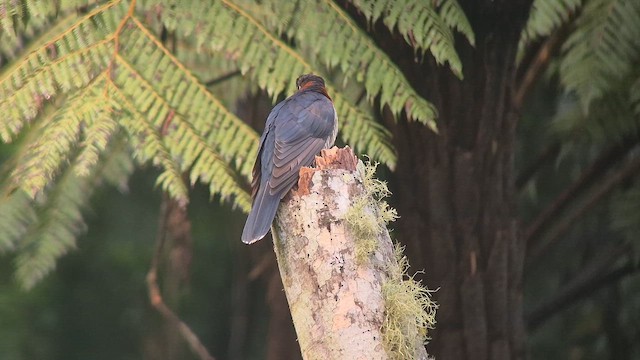 Black Cuckoo - ML646892969