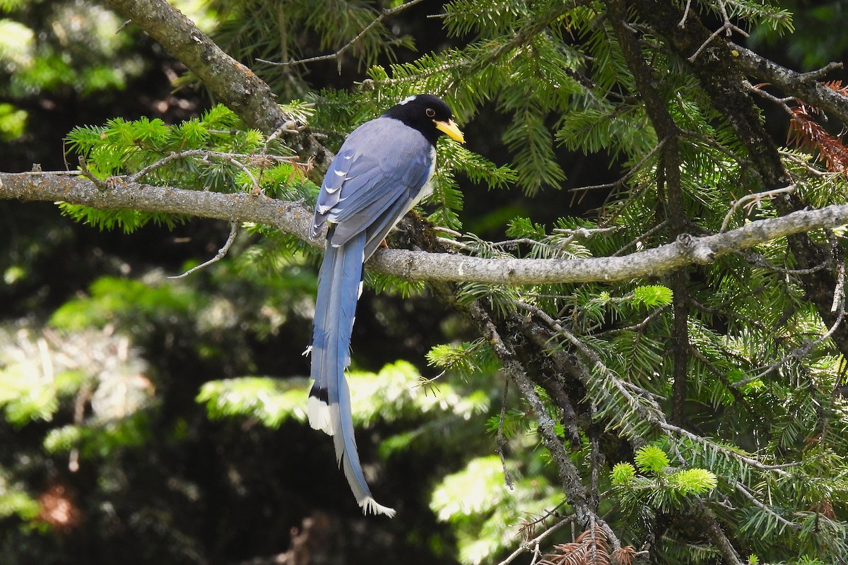 Yellow-billed Blue-Magpie - ML646892973