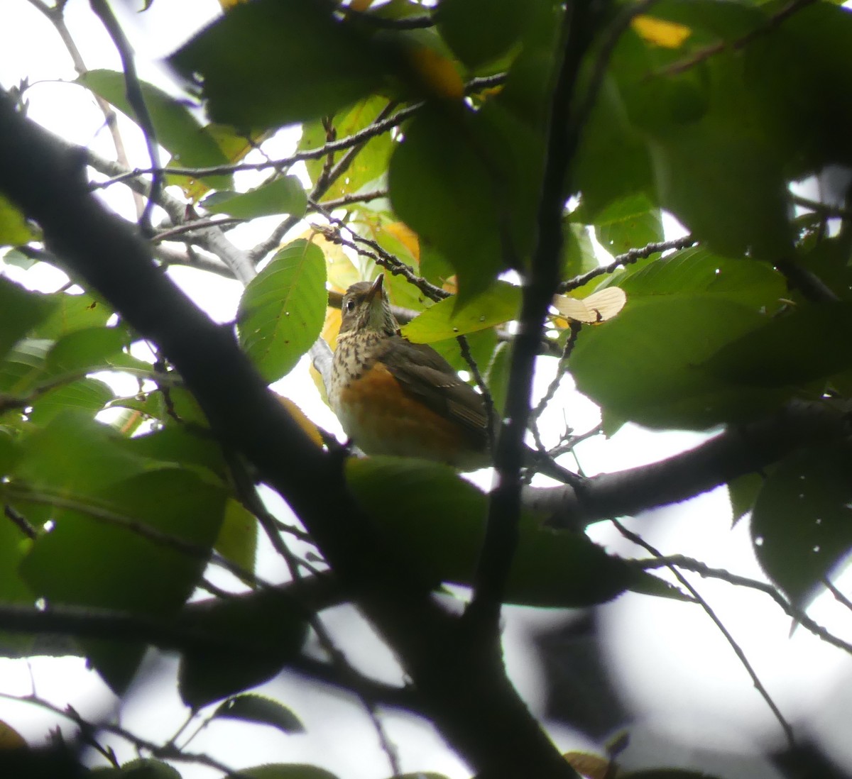 Merle à dos gris - ML646892975