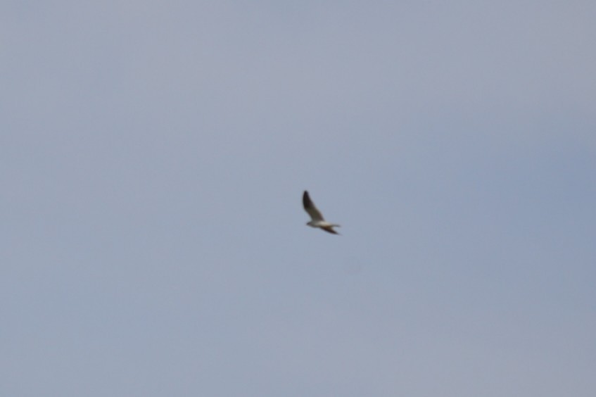 Élanion d'Australie - ML646892976