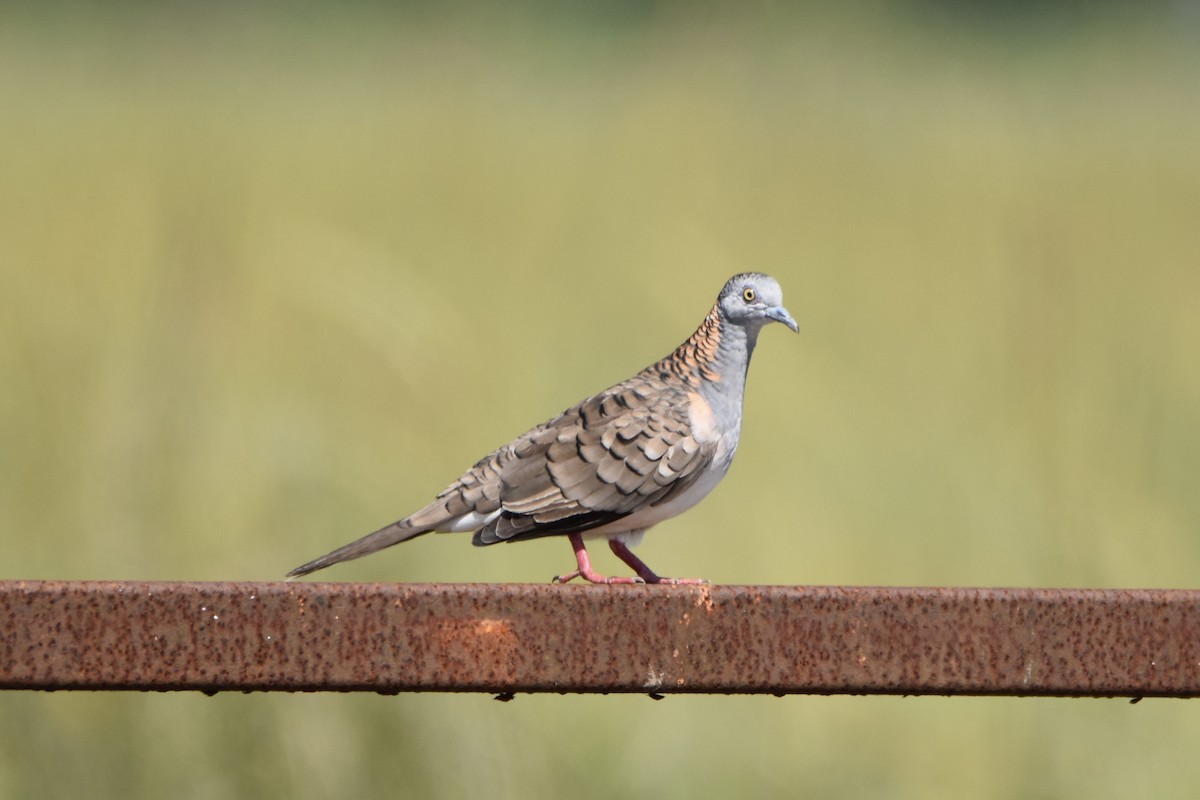 Bar-shouldered Dove - ML646892981