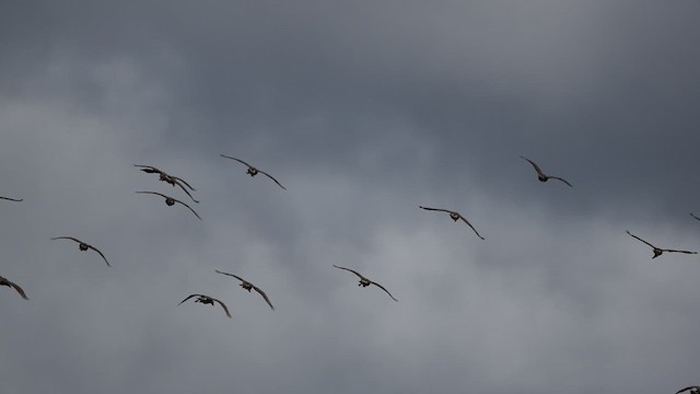 Plumed Whistling-Duck - ML646892995