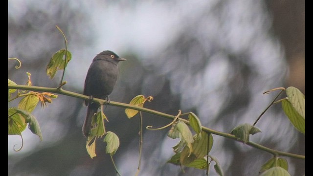 Yellow-eyed Black-Flycatcher - ML646892997