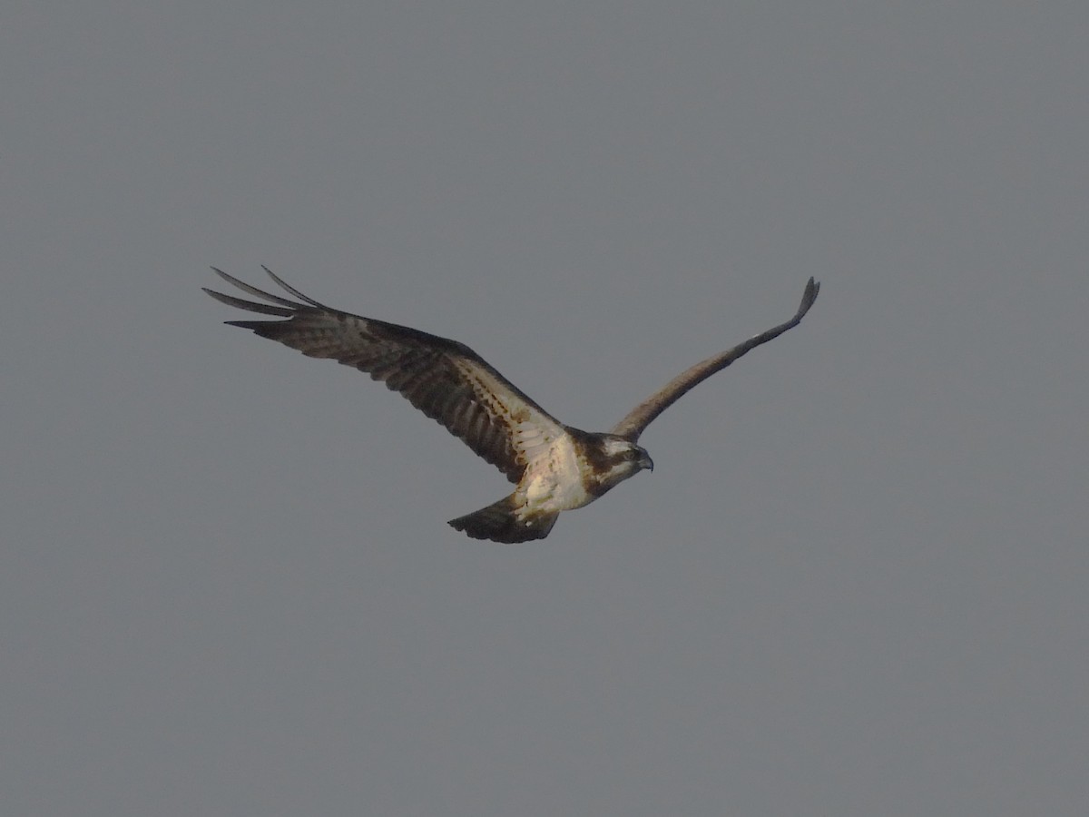 Balık Kartalı - ML646892998