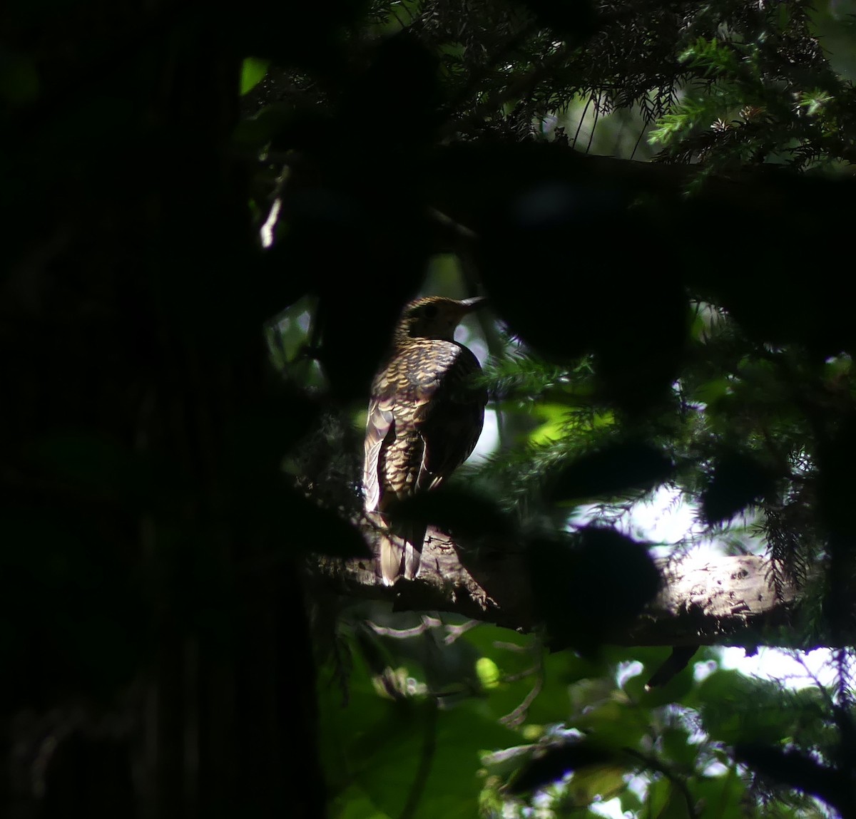 White's Thrush - ML646892999