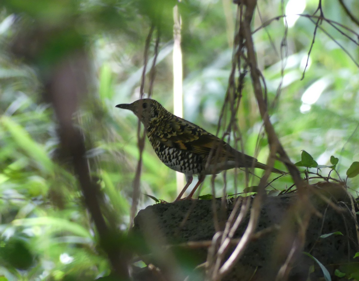 White's Thrush - ML646893000