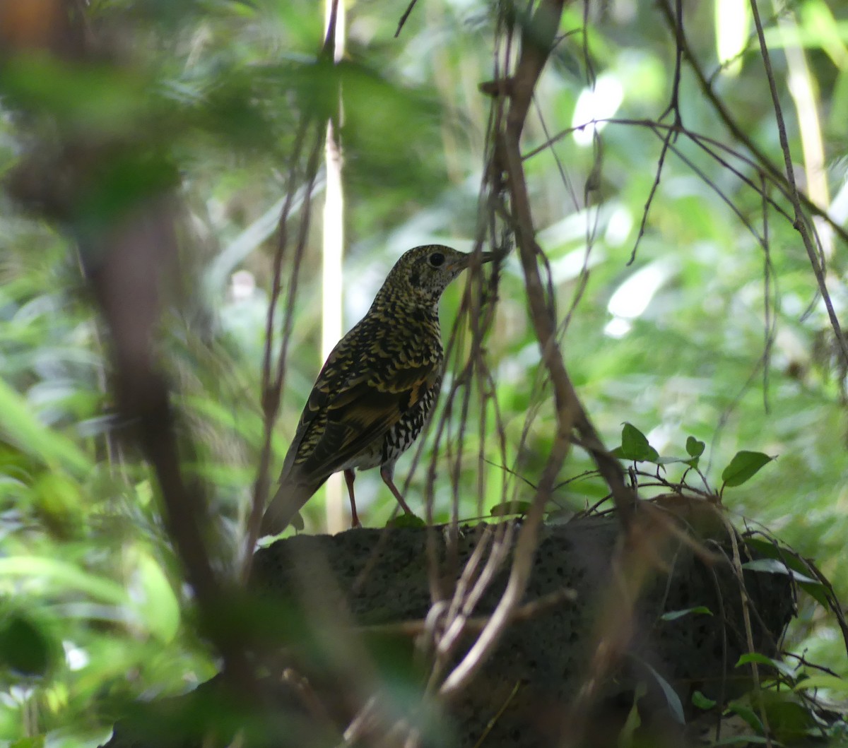 White's Thrush - ML646893001