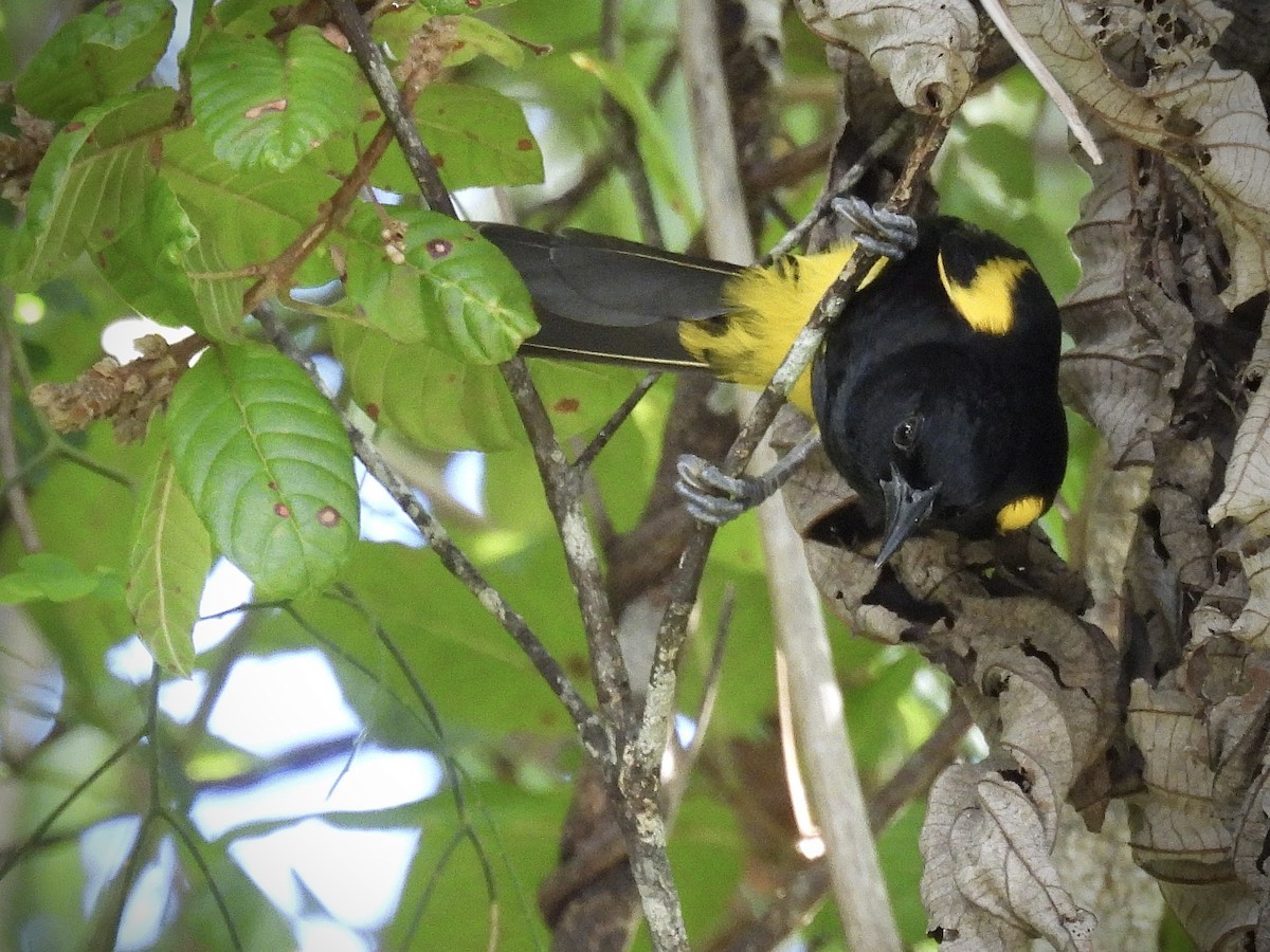 Puerto Rican Oriole - ML646893003