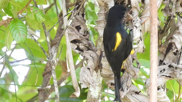 Puerto Rican Oriole - ML646893004