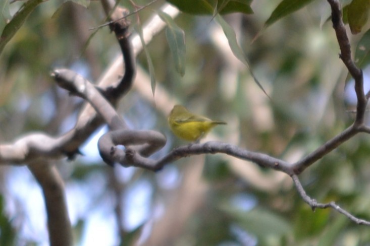 Yellow Thornbill - ML646893007