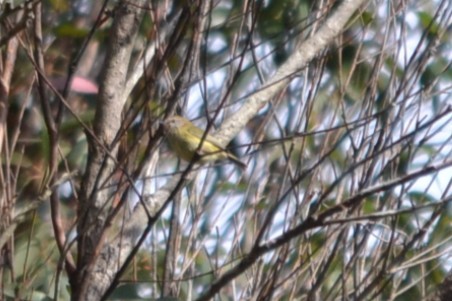 Yellow Thornbill - ML646893008