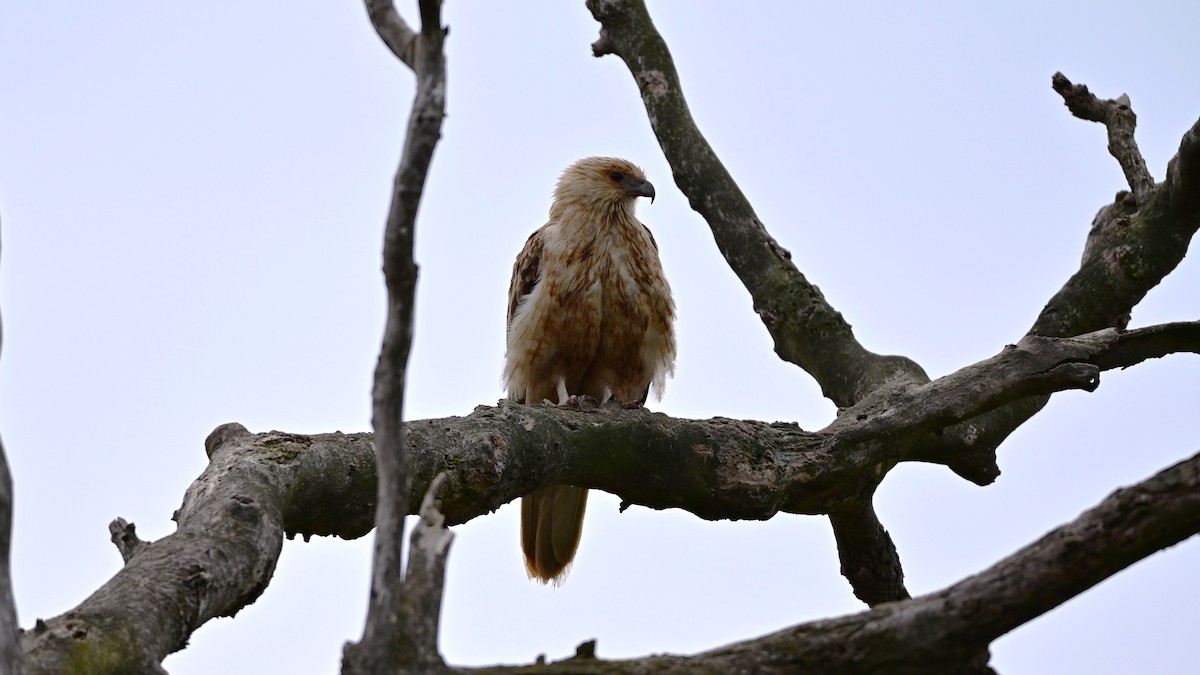 フエフキトビ - ML646893011