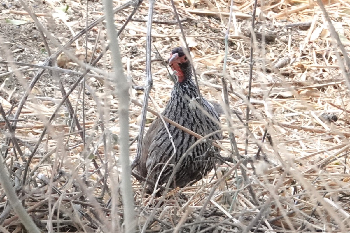 Red-necked Spurfowl - ML646893012