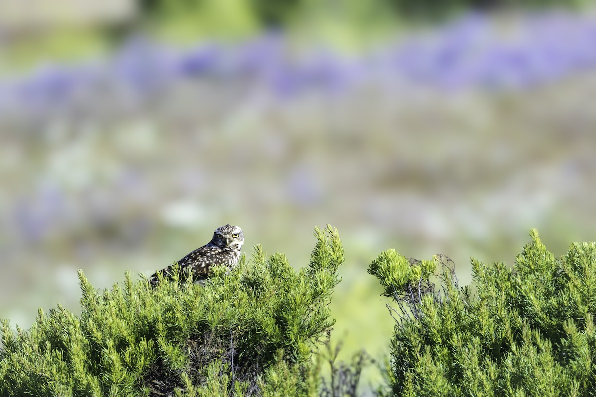 Burrowing Owl - ML646893014