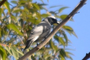 Black-faced Cuckooshrike - ML646893017