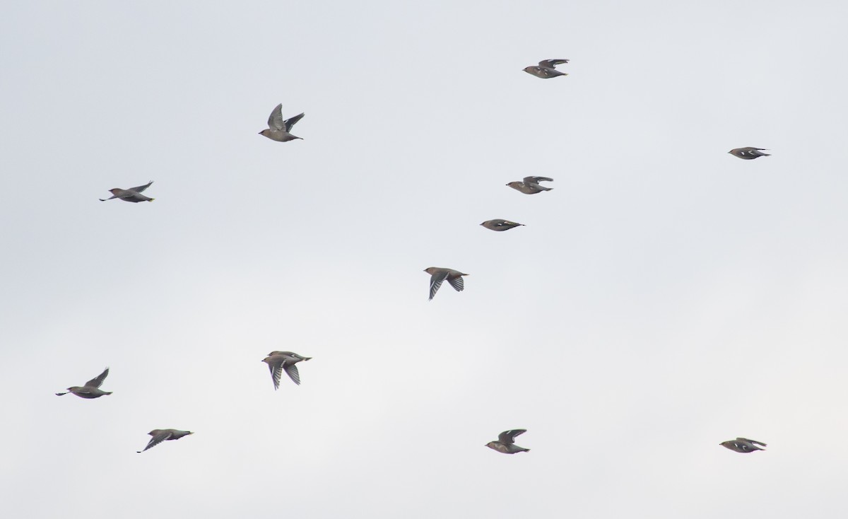 Ampelis Europeo - ML646893019