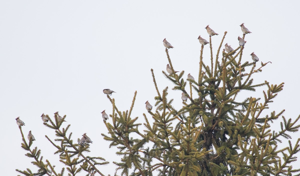 Ampelis Europeo - ML646893020