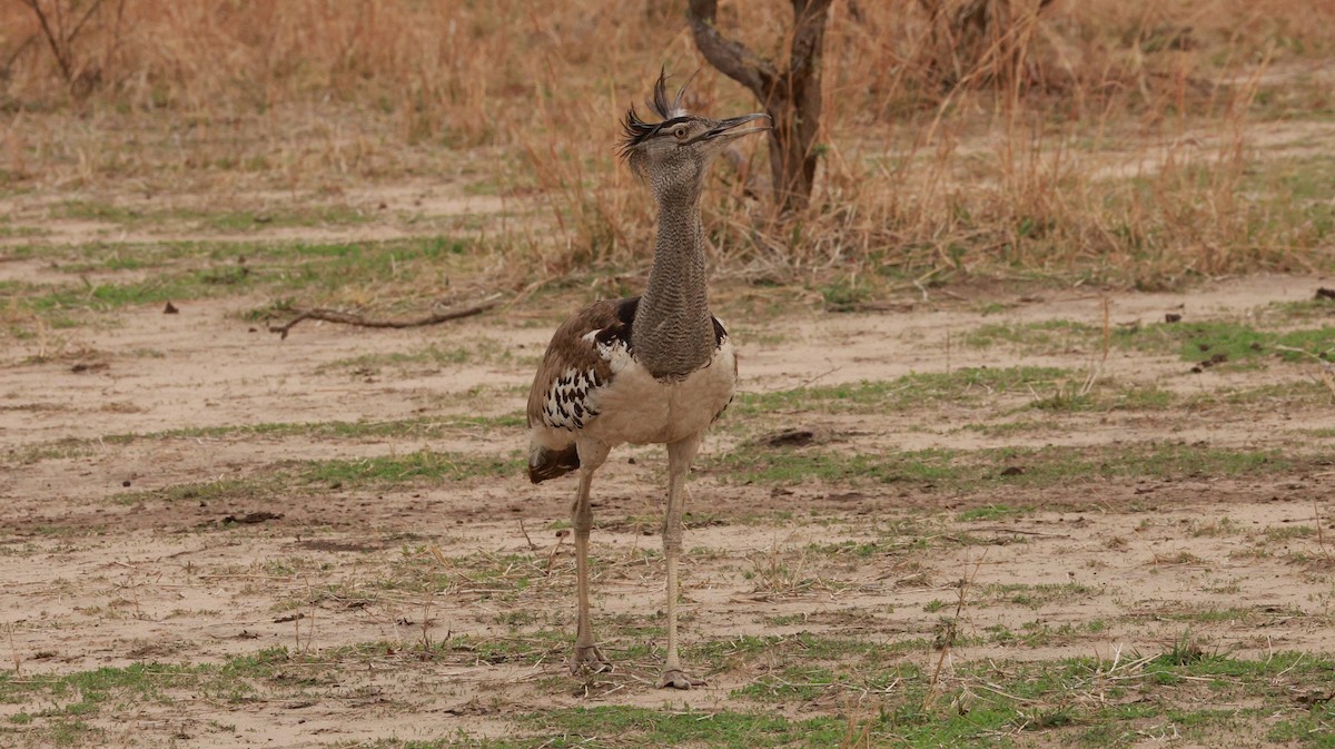 Kori Bustard - ML646893021