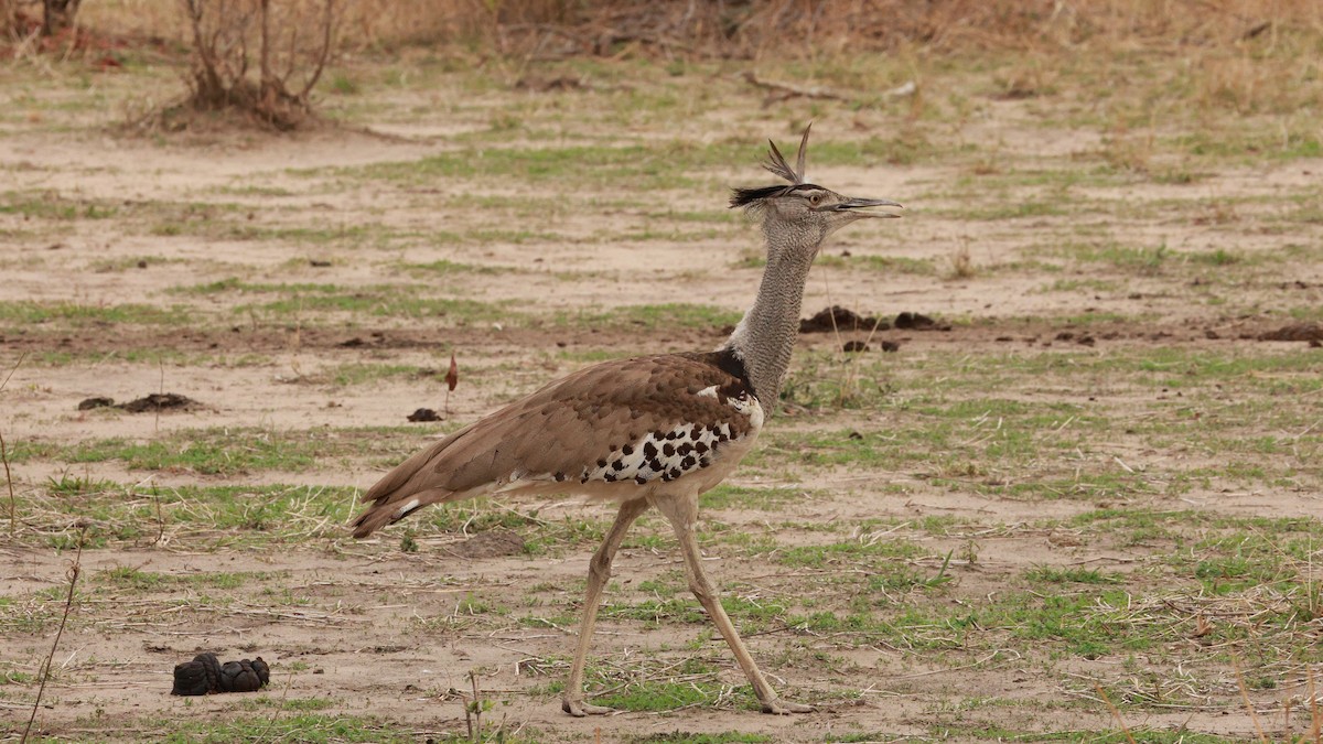 Kori Bustard - ML646893032