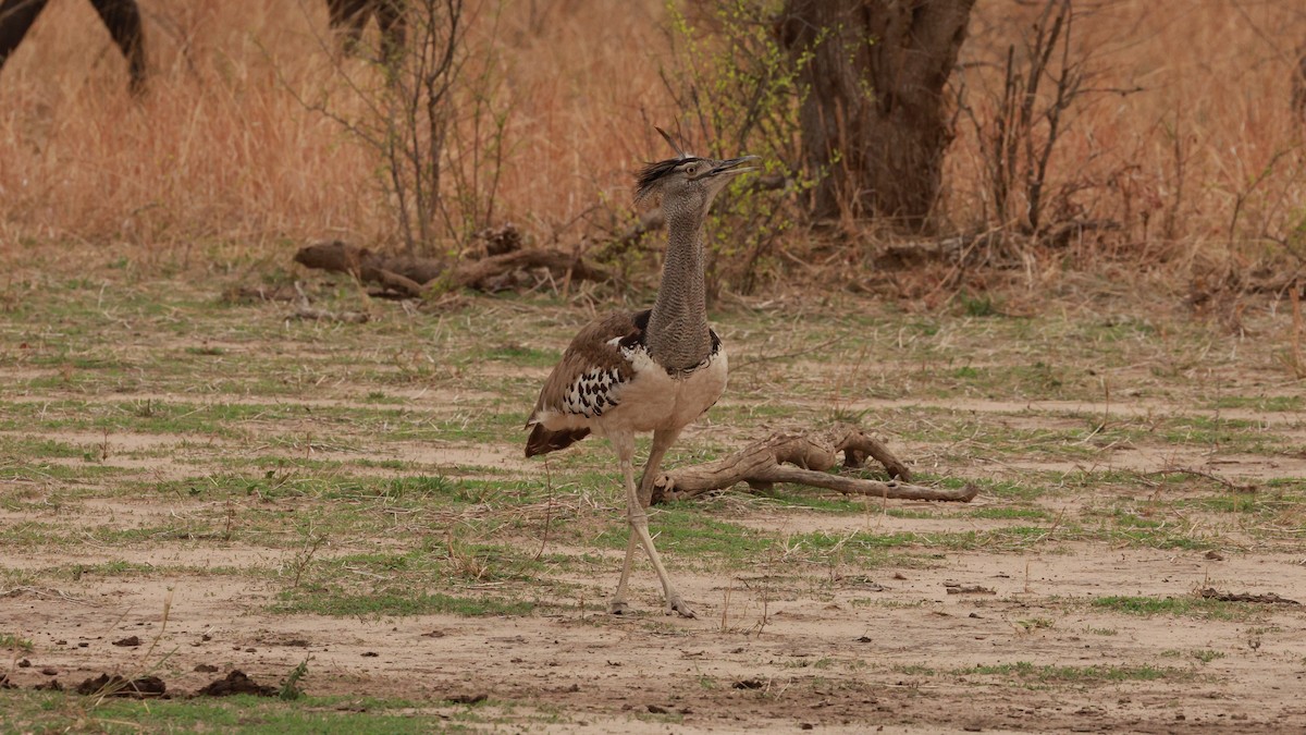 Kori Bustard - ML646893039