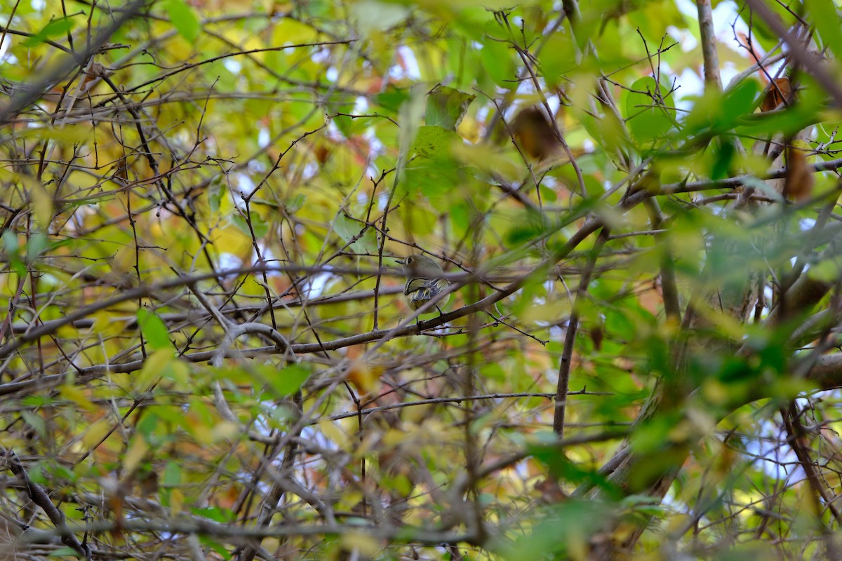Ruby-crowned Kinglet - ML646893049