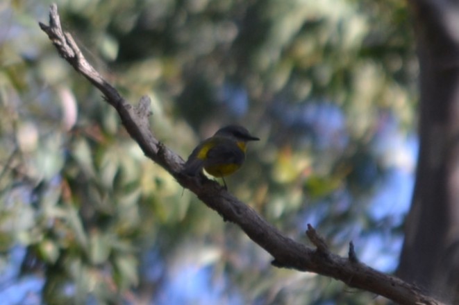 Eastern Yellow Robin - ML646893050