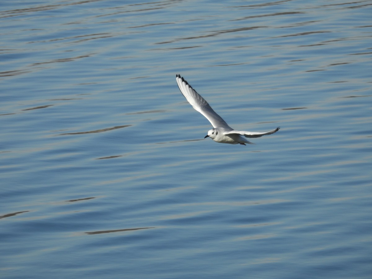 racek Bonapartův - ML646893051