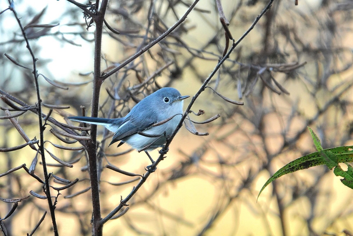 ブユムシクイ - ML646893054