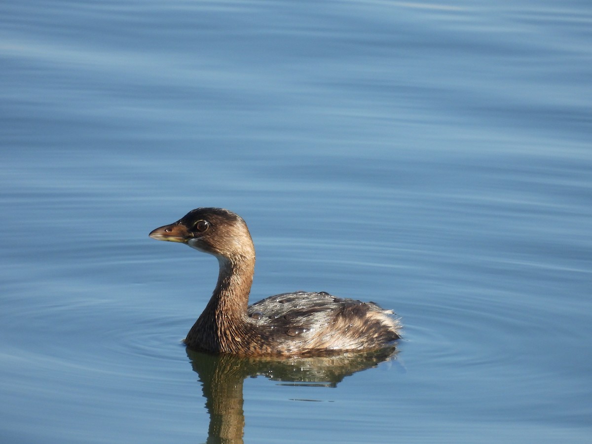 potápka americká - ML646893058