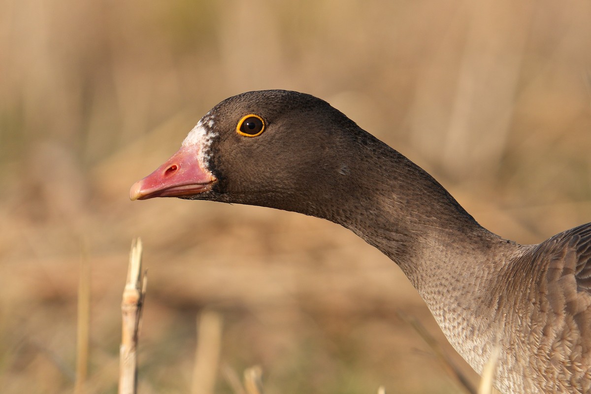 Lesser White-fronted Goose - ML646893064