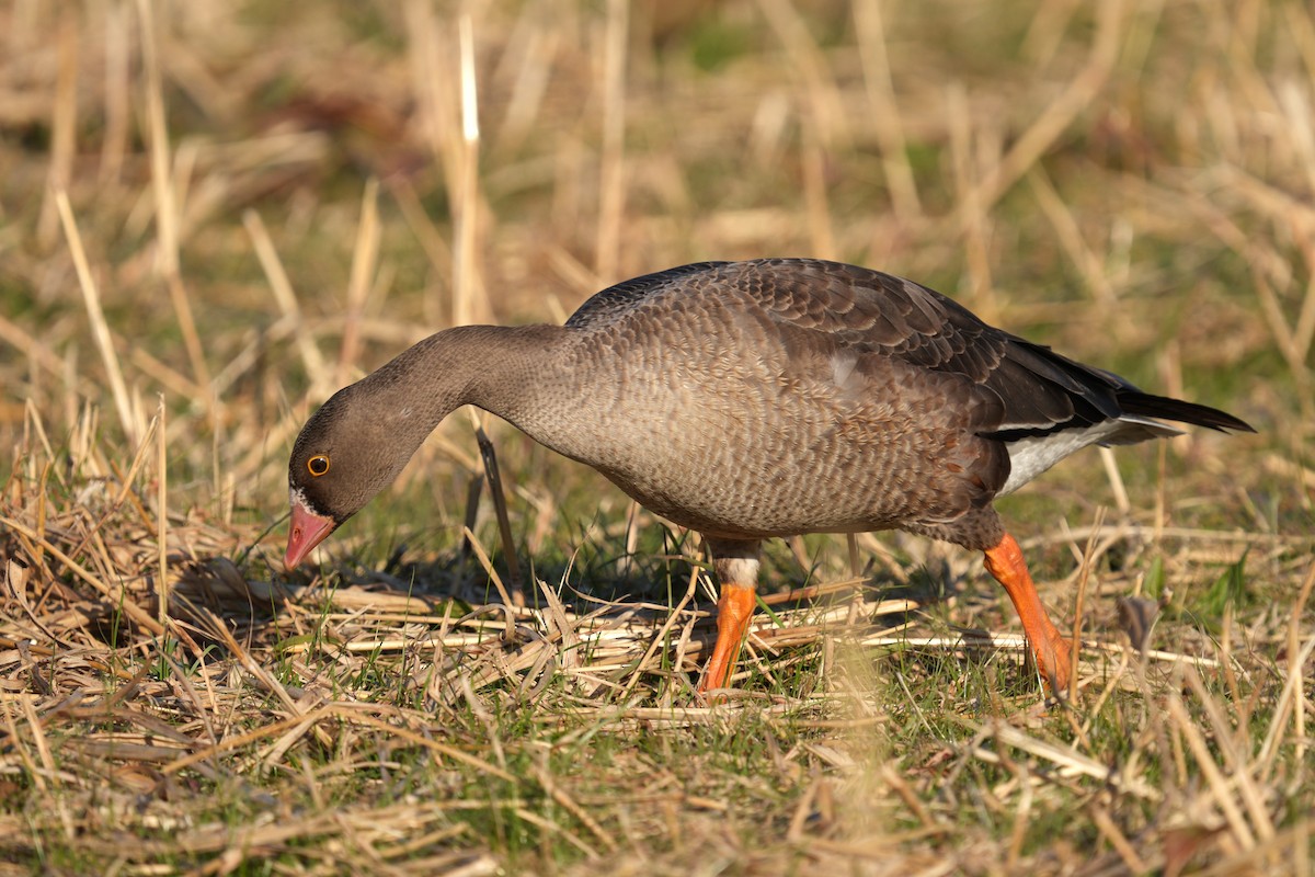 Lesser White-fronted Goose - ML646893065