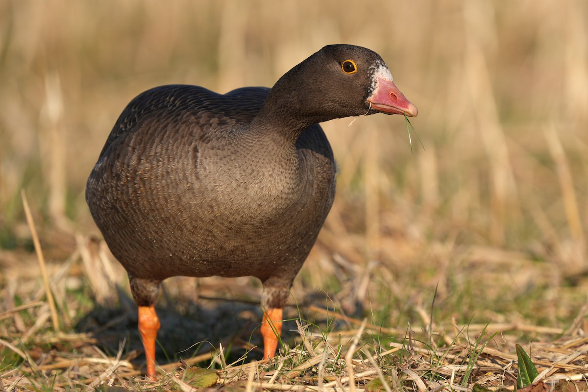Lesser White-fronted Goose - ML646893066