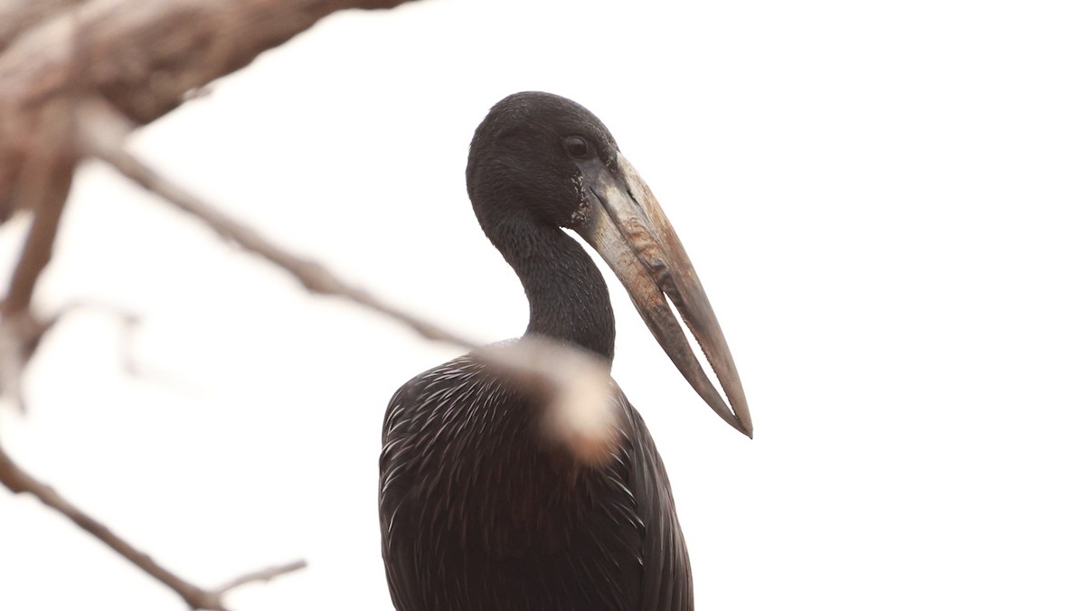 Лелека-молюскоїд африканський - ML646893067