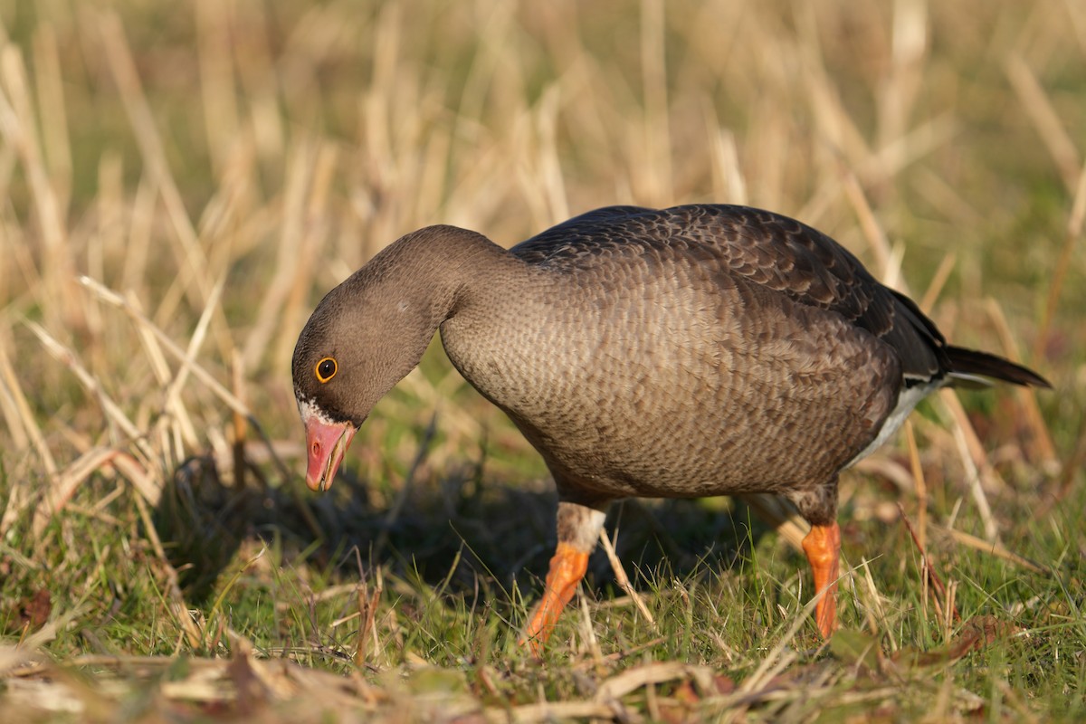 Lesser White-fronted Goose - ML646893068