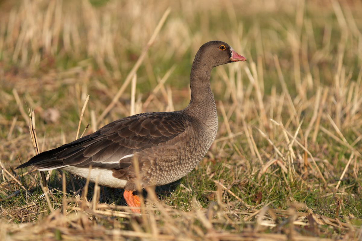Lesser White-fronted Goose - ML646893069