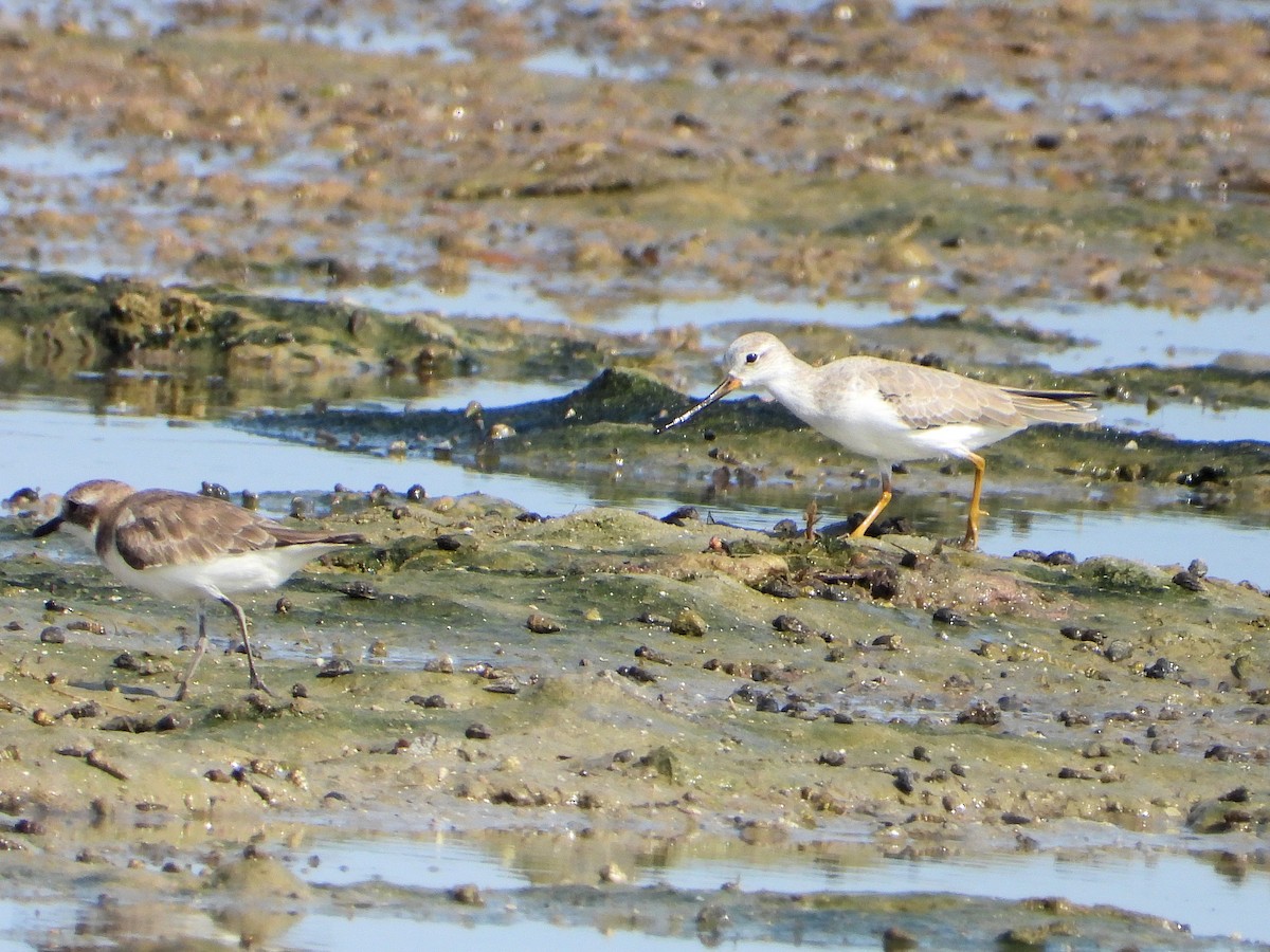 ソリハシシギ - ML646893070