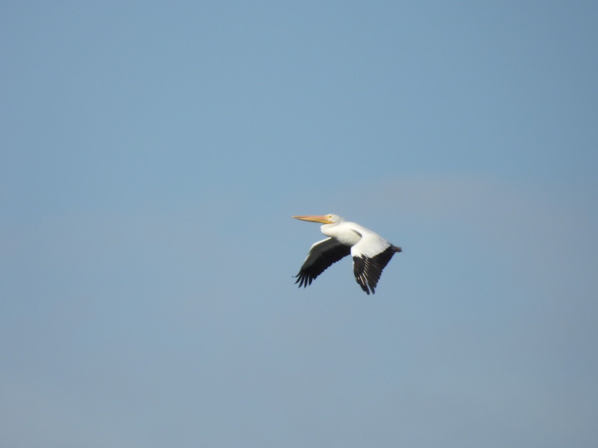 pelikán severoamerický - ML646893071