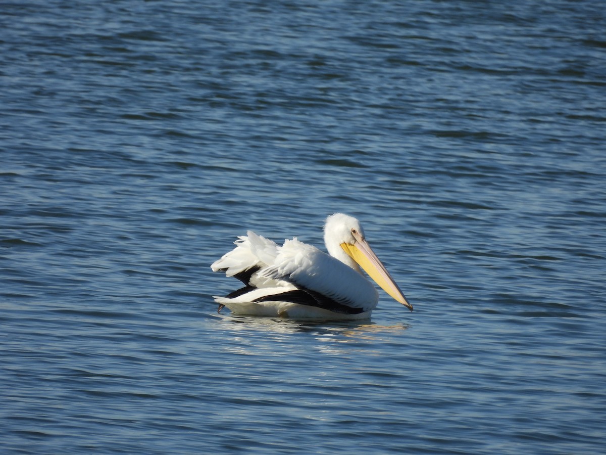 pelikán severoamerický - ML646893072