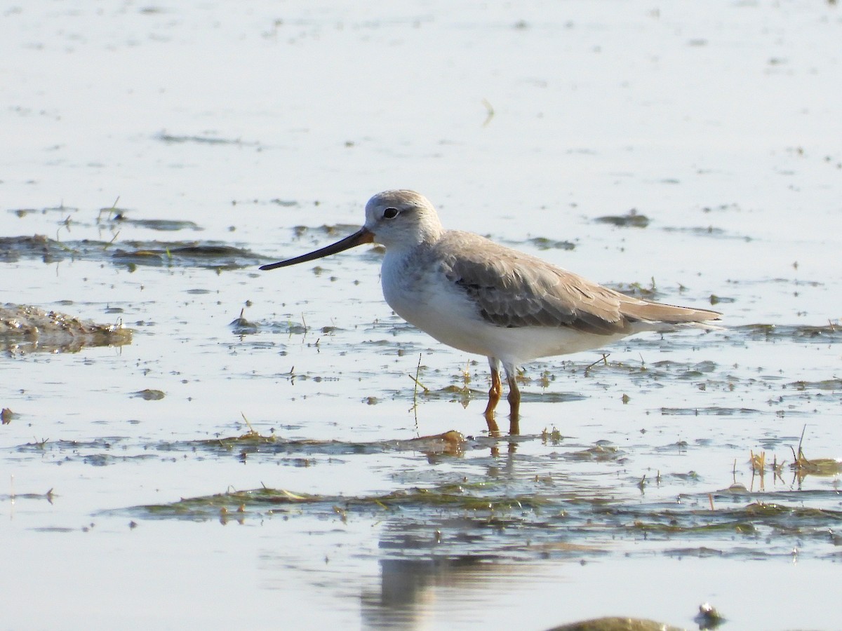 ソリハシシギ - ML646893073