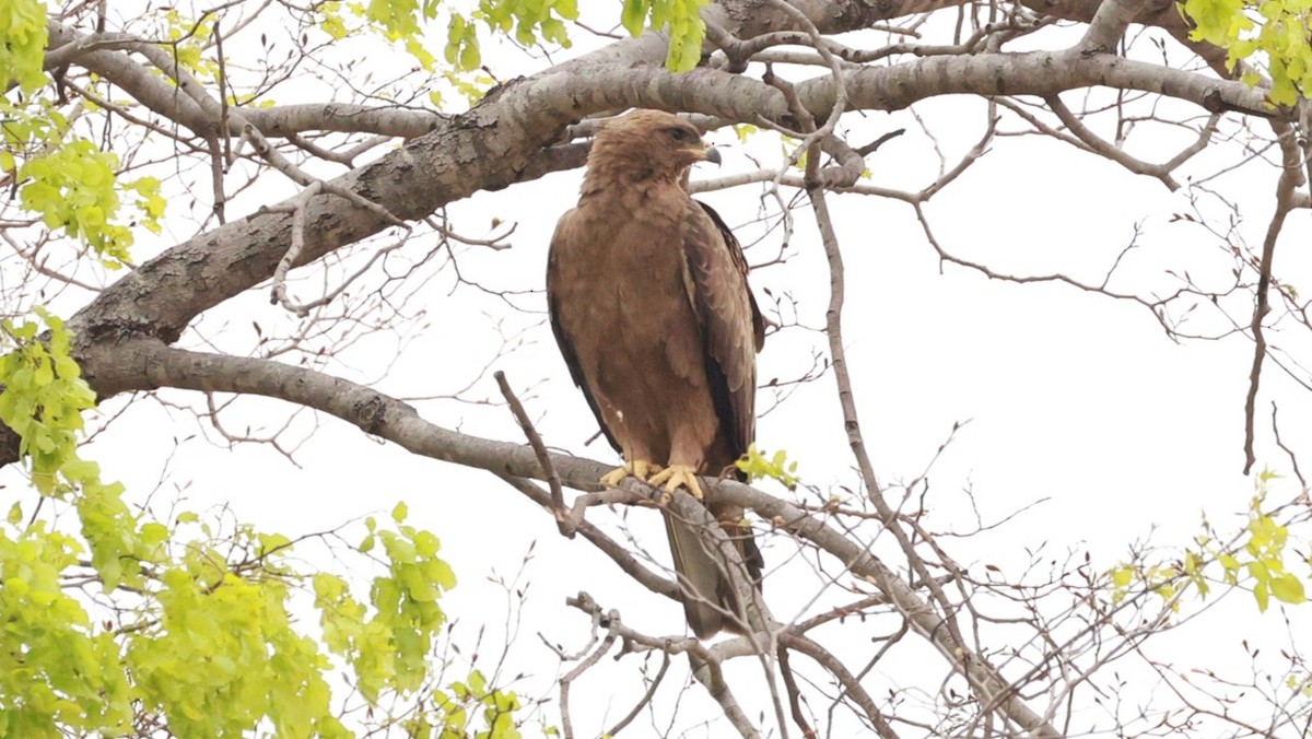 Wahlberg's Eagle - ML646893078