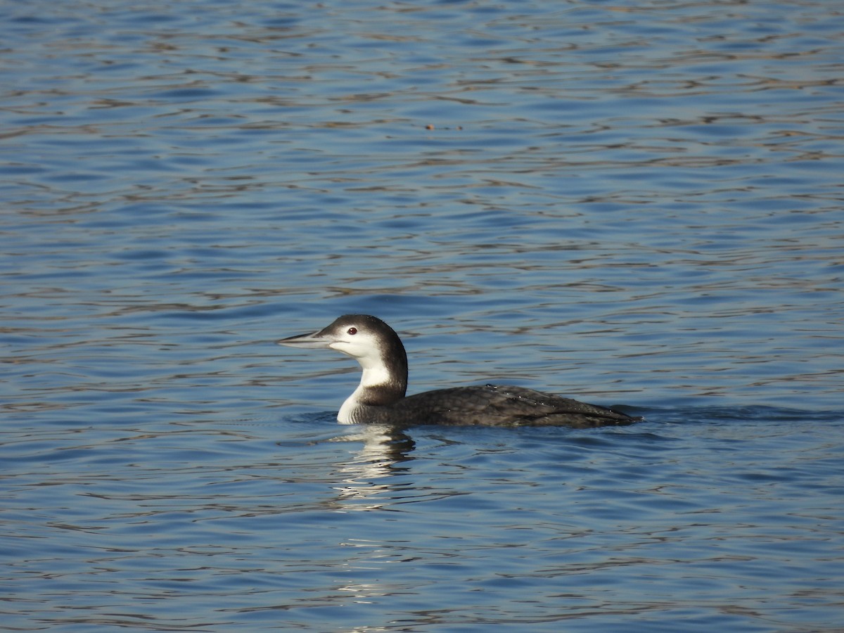 potáplice lední - ML646893081