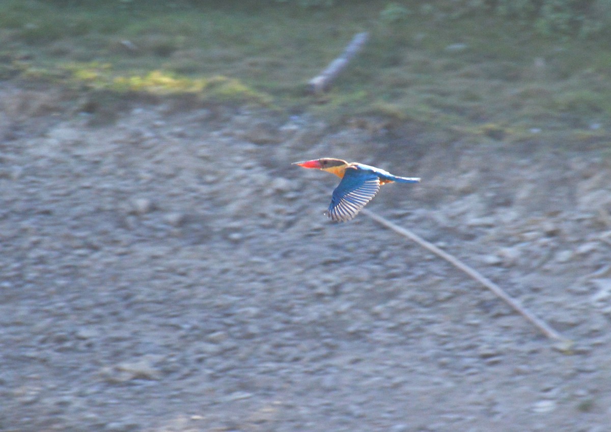 Аистоклювый гуриал - ML646893083