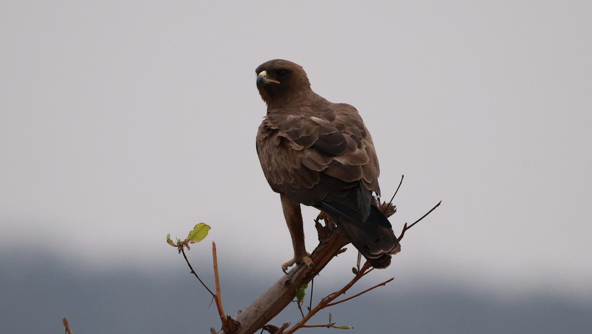 Wahlberg's Eagle - ML646893084